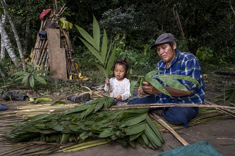 REPLICA ARTICLE MONGABAY